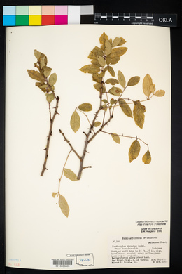 Zanthoxylum hirsutum image