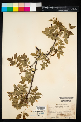 Zanthoxylum clava-herculis image