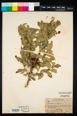 Zanthoxylum clava-herculis image