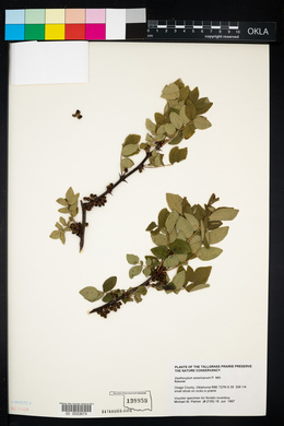 Zanthoxylum americanum image