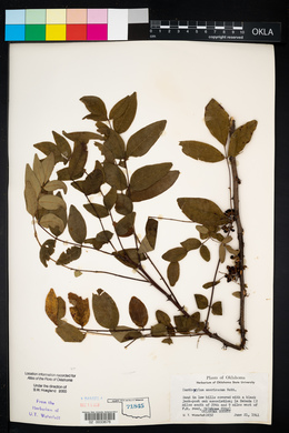 Zanthoxylum americanum image