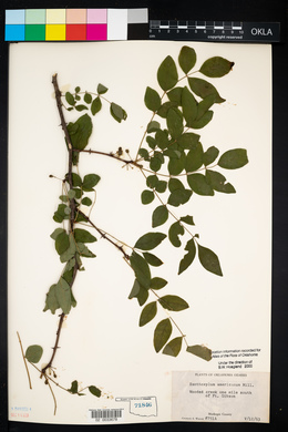 Zanthoxylum americanum image