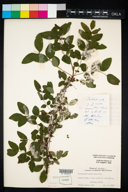 Zanthoxylum americanum image