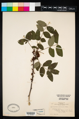 Zanthoxylum americanum image