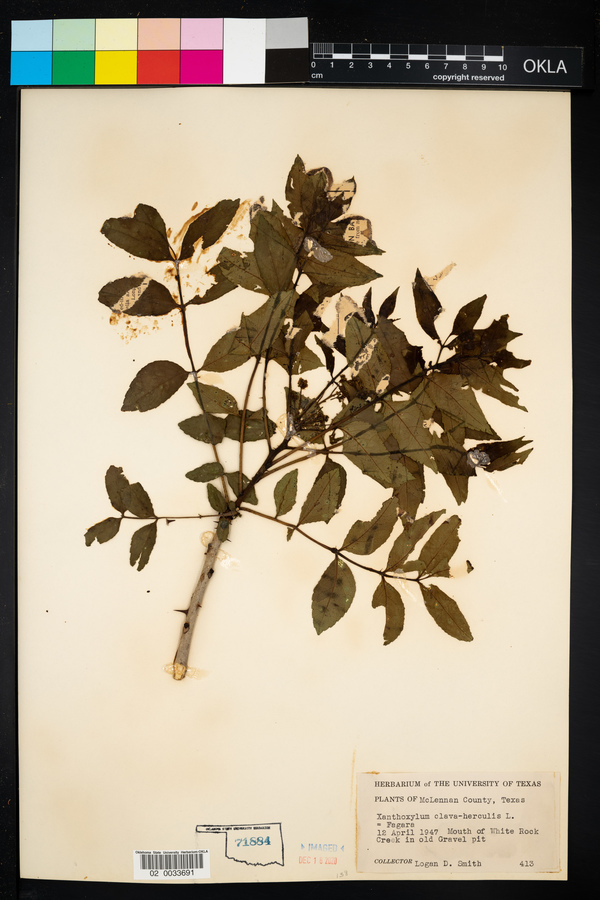 Zanthoxylum clava-herculis image