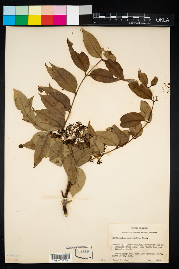 Zanthoxylum clava-herculis image