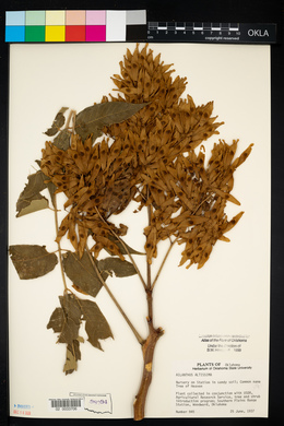 Ailanthus altissima image