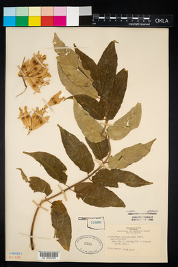 Ailanthus altissima image