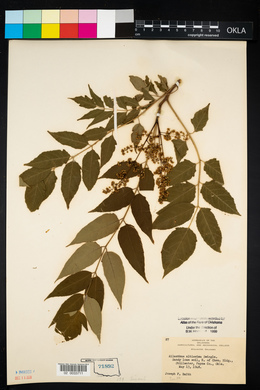 Ailanthus altissima image