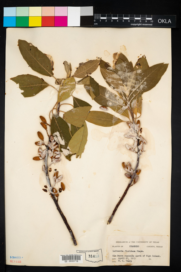 Leitneria floridana image