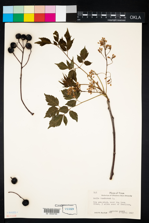 Melia azedarach image
