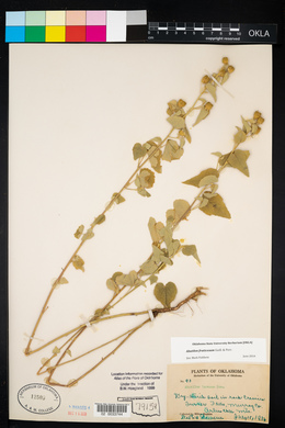 Abutilon fruticosum image