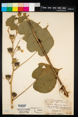 Abutilon theophrasti image