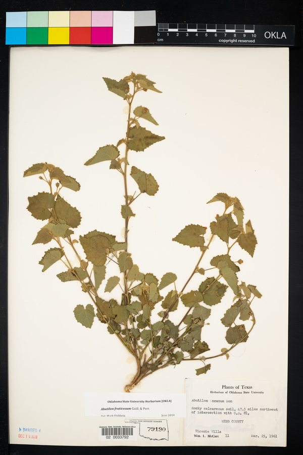 Abutilon fruticosum image