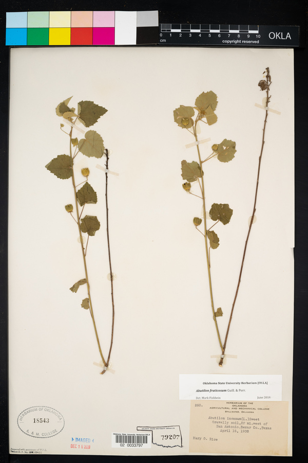 Abutilon fruticosum image