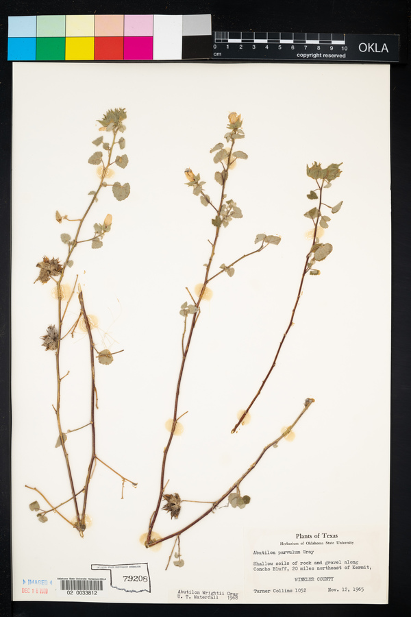 Abutilon wrightii image