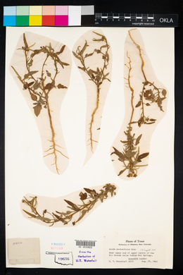 North American Network of Small Herbaria Image Library