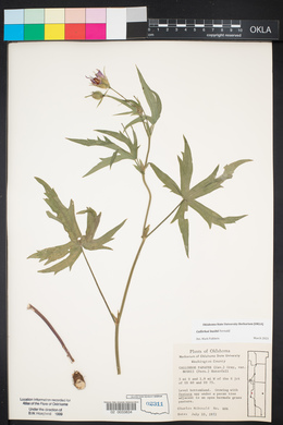 Callirhoe bushii image
