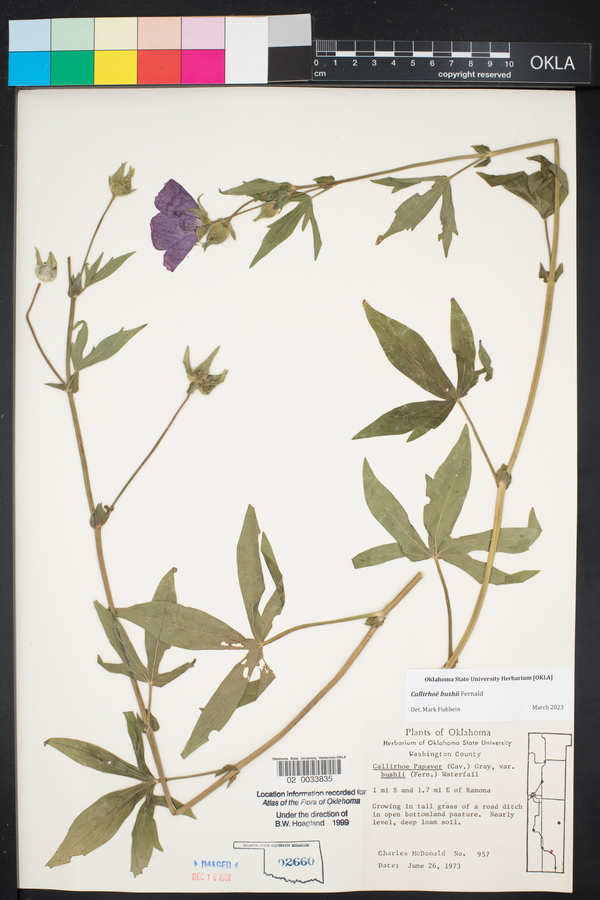 Callirhoe papaver image