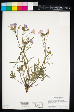 Callirhoe alcaeoides image