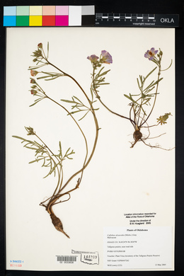 Callirhoe alcaeoides image