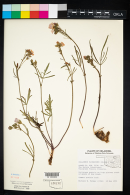 Callirhoe alcaeoides image