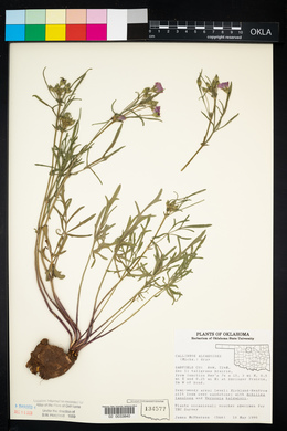 Callirhoe alcaeoides image