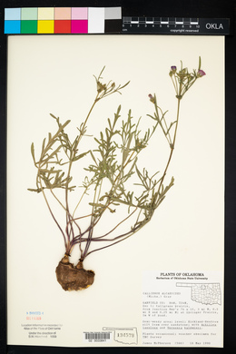 Callirhoe alcaeoides image