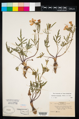 Callirhoe alcaeoides image