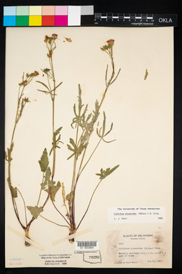 Callirhoe alcaeoides image