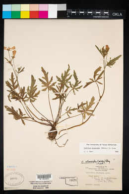 Callirhoe alcaeoides image