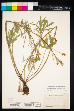 Callirhoe alcaeoides image