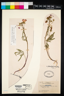 Callirhoe alcaeoides image