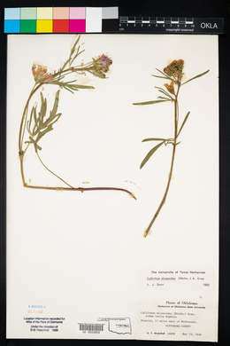 Callirhoe alcaeoides image