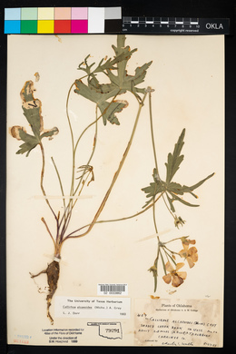 Callirhoe alcaeoides image