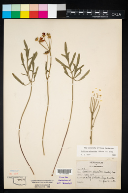 Callirhoe alcaeoides image