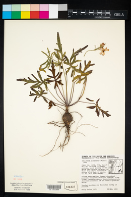 Callirhoe alcaeoides image