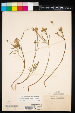 Callirhoe alcaeoides image