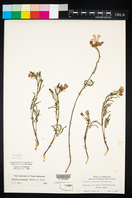 Callirhoe alcaeoides image