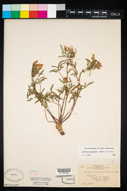 Callirhoe alcaeoides image