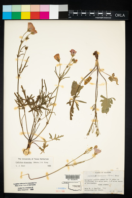 Callirhoe alcaeoides image