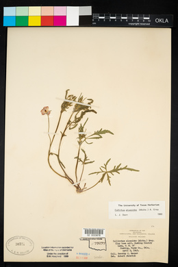 Callirhoe alcaeoides image