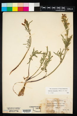 Callirhoe alcaeoides image