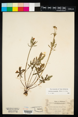 Callirhoe alcaeoides image