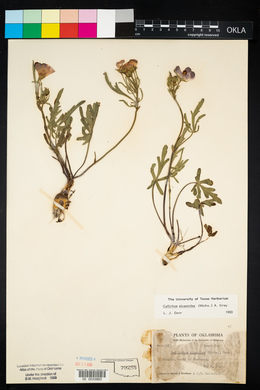 Callirhoe alcaeoides image