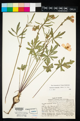 Callirhoe alcaeoides image