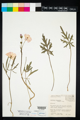 Callirhoe alcaeoides image