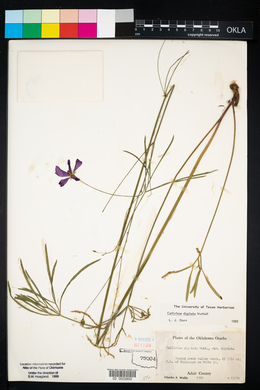 Callirhoe digitata image