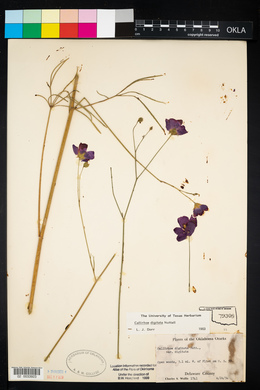 Callirhoe digitata image