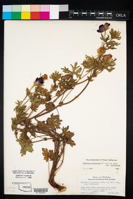 Callirhoe involucrata var. involucrata image